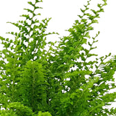 Nahaufnahme der Wedel von Nephrolepis exaltata 'Green Fantasy' mit feinen grünen Fiederblättchen