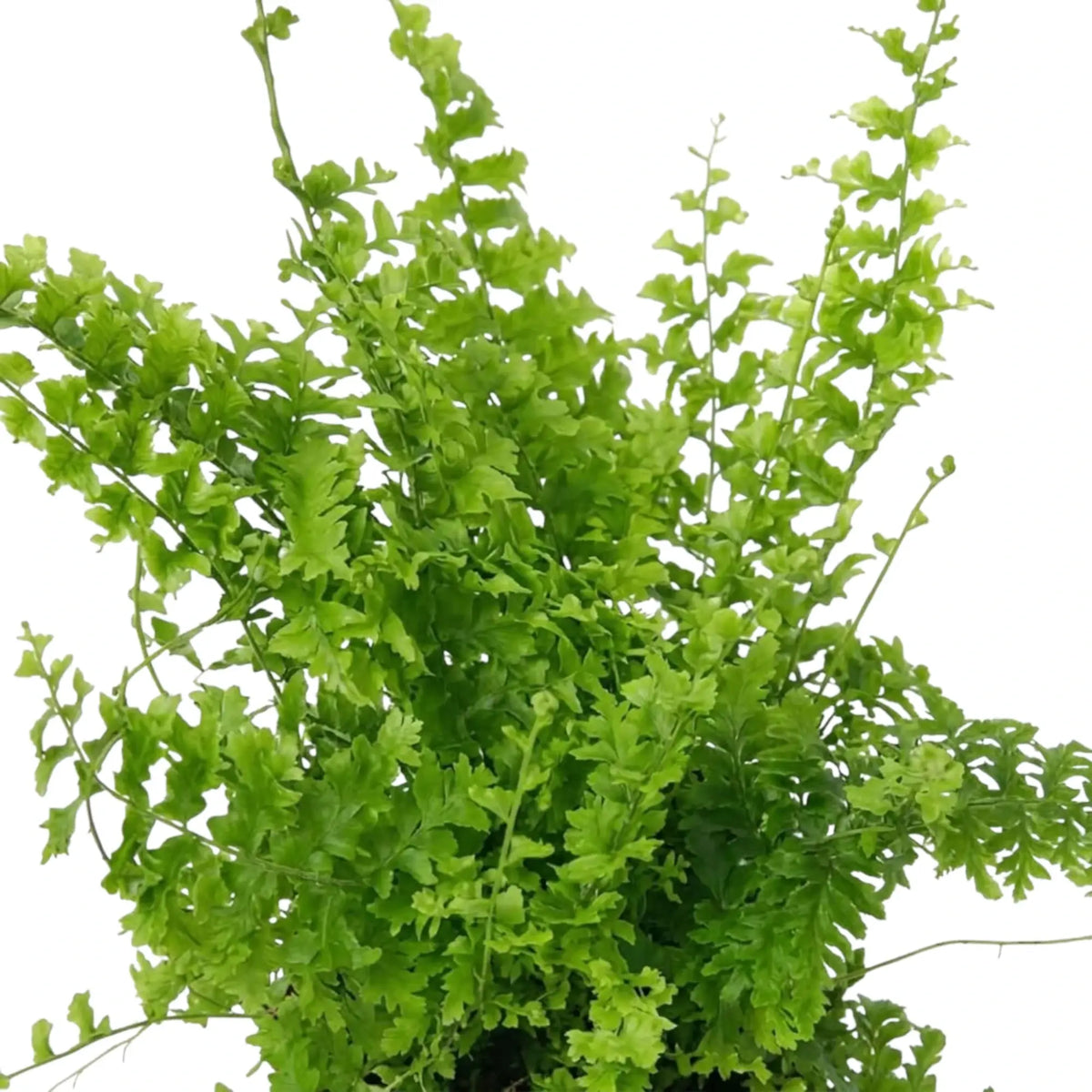 Nephrolepis exaltata 'Green Fantasy' mit dichten, gekräuselten grünen Wedeln