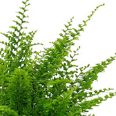 Nephrolepis exaltata 'Green Fantasy' mit fein gefiederten, bogig überhängenden Wedeln