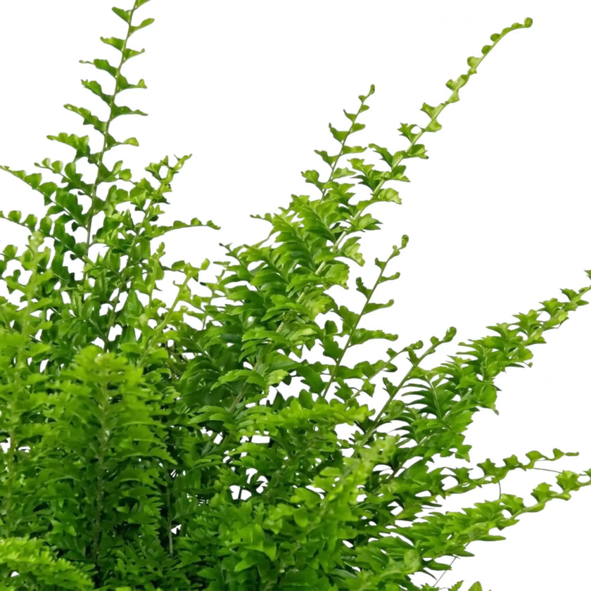 Nephrolepis exaltata 'Green Fantasy' mit fein gefiederten, bogig überhängenden Wedeln