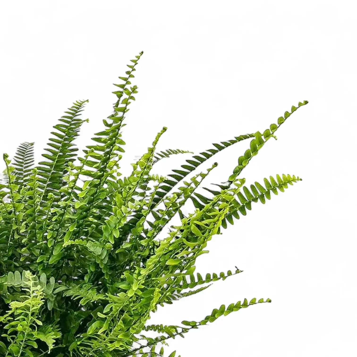 Nephrolepis exaltata 'Green Lady' – Blattdetail vor weißem Hintergrund..