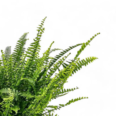 Nephrolepis exaltata 'Green Lady' potted plant in nursery pot on white background.