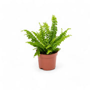 Nephrolepis exaltata 'Green Lady' – Zimmerpflanze im Kulturtopf auf weißem Hintergrund, Produktfoto 4.