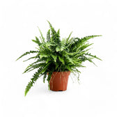 Nephrolepis exaltata 'Green Lady' – Zimmerpflanze im Kulturtopf auf weißem Hintergrund, Produktfoto 6.