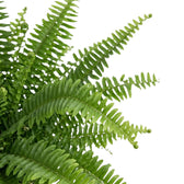 Nahaufnahme der leuchtend grünen Wedel von Nephrolepis exaltata ‘Green Lady’ mit schmalen Fiederblättchen