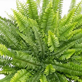 Detailaufnahme des Laubs von Nephrolepis exaltata ‘Green Lady’ mit fein gefiederten, bogenförmig überhängenden Wedeln