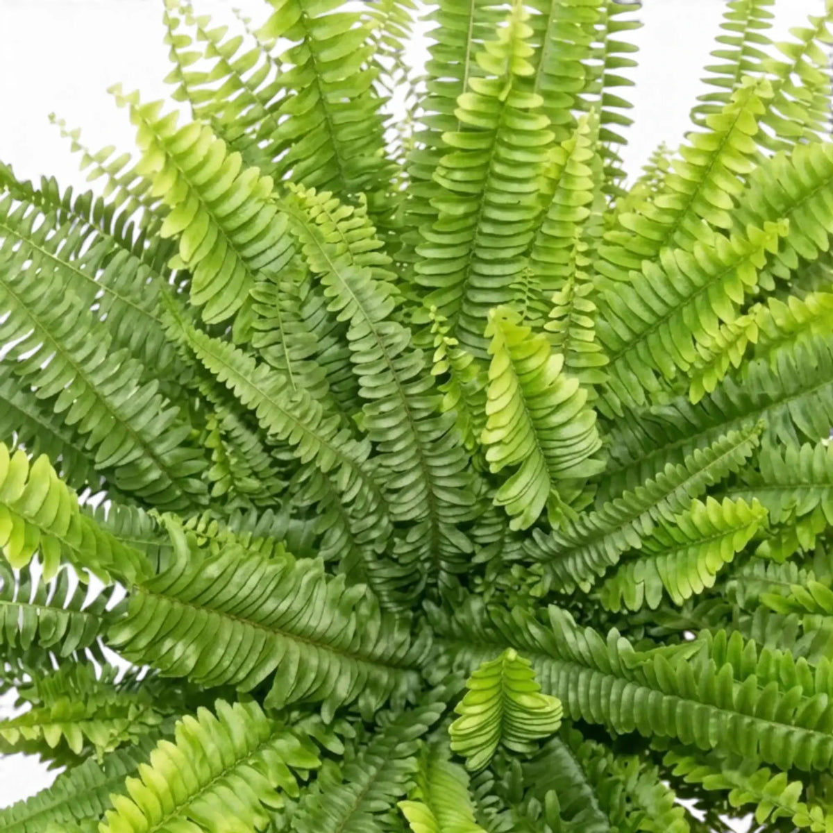 Detailaufnahme des Laubs von Nephrolepis exaltata ‘Green Lady’ mit fein gefiederten, bogenförmig überhängenden Wedeln