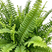 Nahaufnahme von Nephrolepis exaltata ‘Green Lady’ mit feinen Fiederblättchen entlang eines Farnwedels