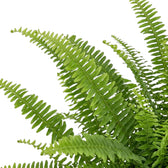 Nahaufnahme des dichten Laubs von Nephrolepis exaltata ‘Green Lady’ mit überlappenden grünen Wedeln