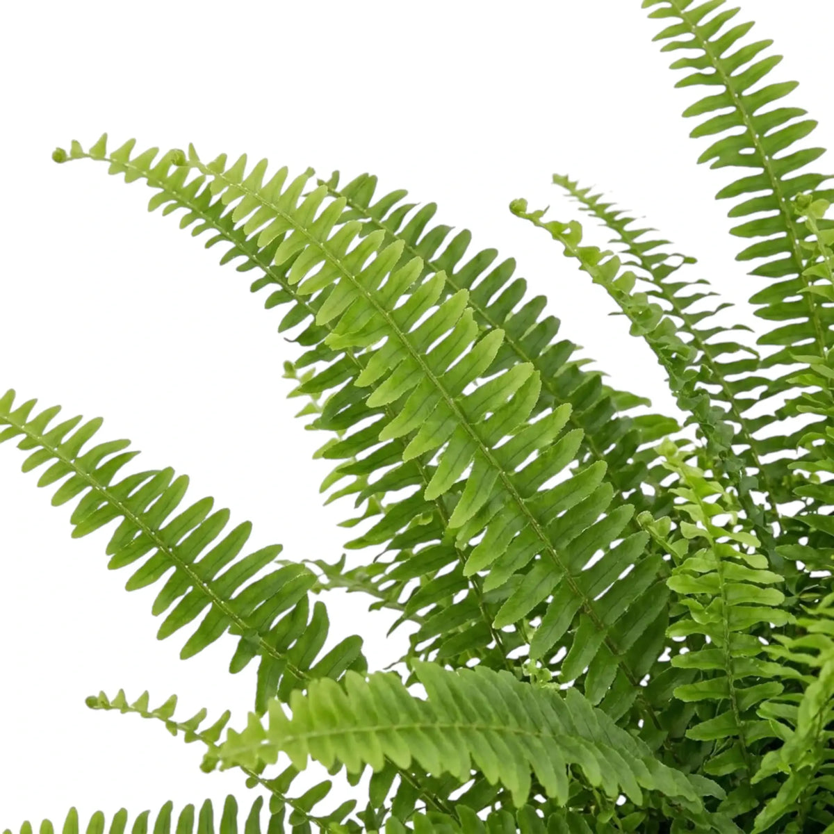 Nahaufnahme des dichten Laubs von Nephrolepis exaltata ‘Green Lady’ mit überlappenden grünen Wedeln