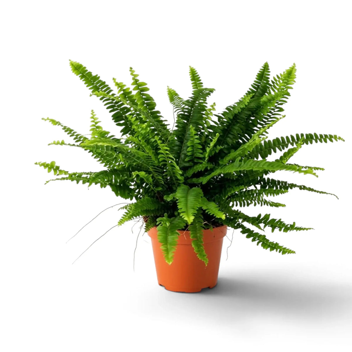 Große Nephrolepis exaltata ‘Green Lady’ im Kulturtopf mit breitem Schopf aus bogenförmig nach außen wachsenden grünen Wedeln