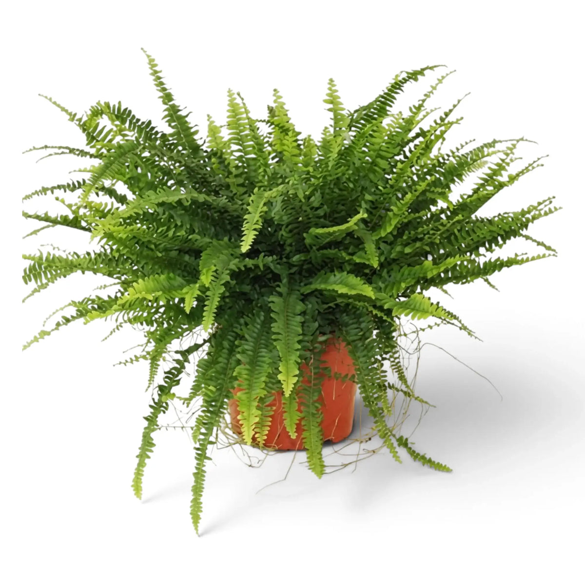 Große Nephrolepis exaltata ‘Green Lady’ mit dichten aufrechten und bogenförmig überhängenden grünen Wedeln