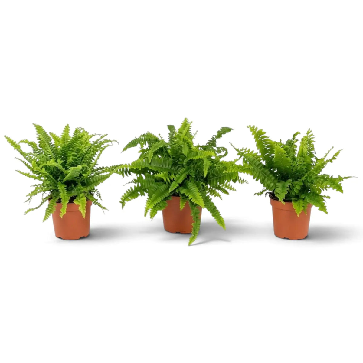 Mittelgroße Nephrolepis exaltata ‘Green Lady’ im Kulturtopf mit dichten, leuchtend grünen, bogenförmig überhängenden Wedeln
