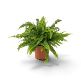 Mittelgroße Nephrolepis exaltata ‘Green Lady’ mit dichtem Schopf aus bogenförmig nach außen wachsenden Wedeln