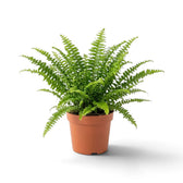 Mittelgroße Nephrolepis exaltata ‘Green Lady’ im Topf mit aufrechten inneren und bogenförmig überhängenden äußeren Wedeln
