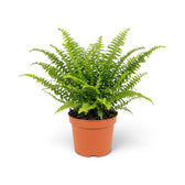 Mittelgroße Nephrolepis exaltata ‘Green Lady’ mit dichten, fein gefiederten grünen Wedeln