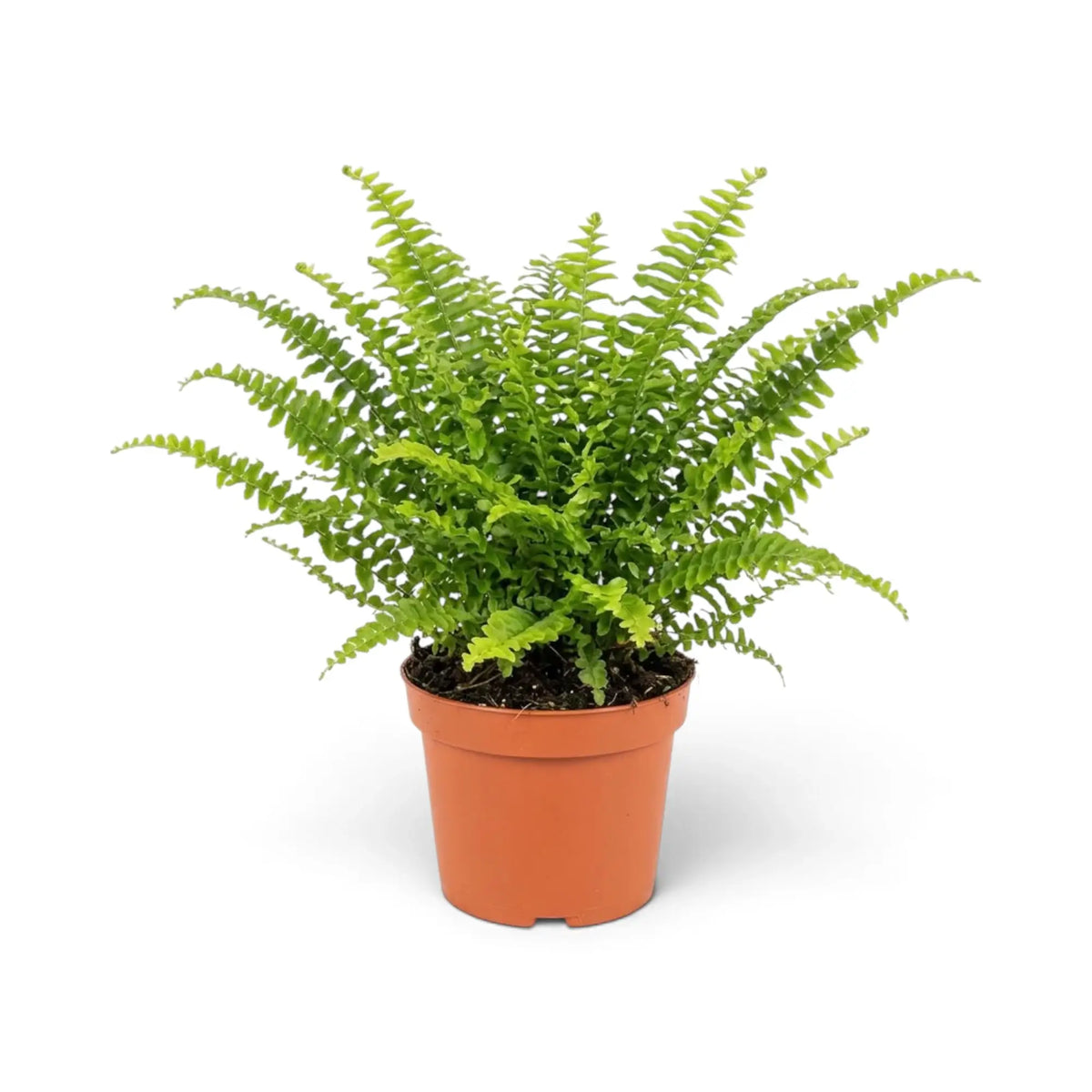 Mittelgroße Nephrolepis exaltata ‘Green Lady’ mit dichten, fein gefiederten grünen Wedeln