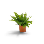 Kleine Nephrolepis exaltata ‘Green Lady’ mit dichten, leuchtend grünen Wedeln