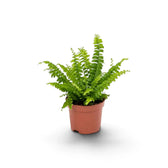 Kleine Nephrolepis exaltata ‘Green Lady’ mit leuchtend grünen, bogenförmig überhängenden Wedeln im Kulturtopf