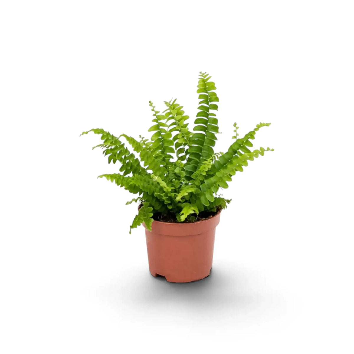 Kleine Nephrolepis exaltata ‘Green Lady’ mit leuchtend grünen, bogenförmig überhängenden Wedeln im Kulturtopf