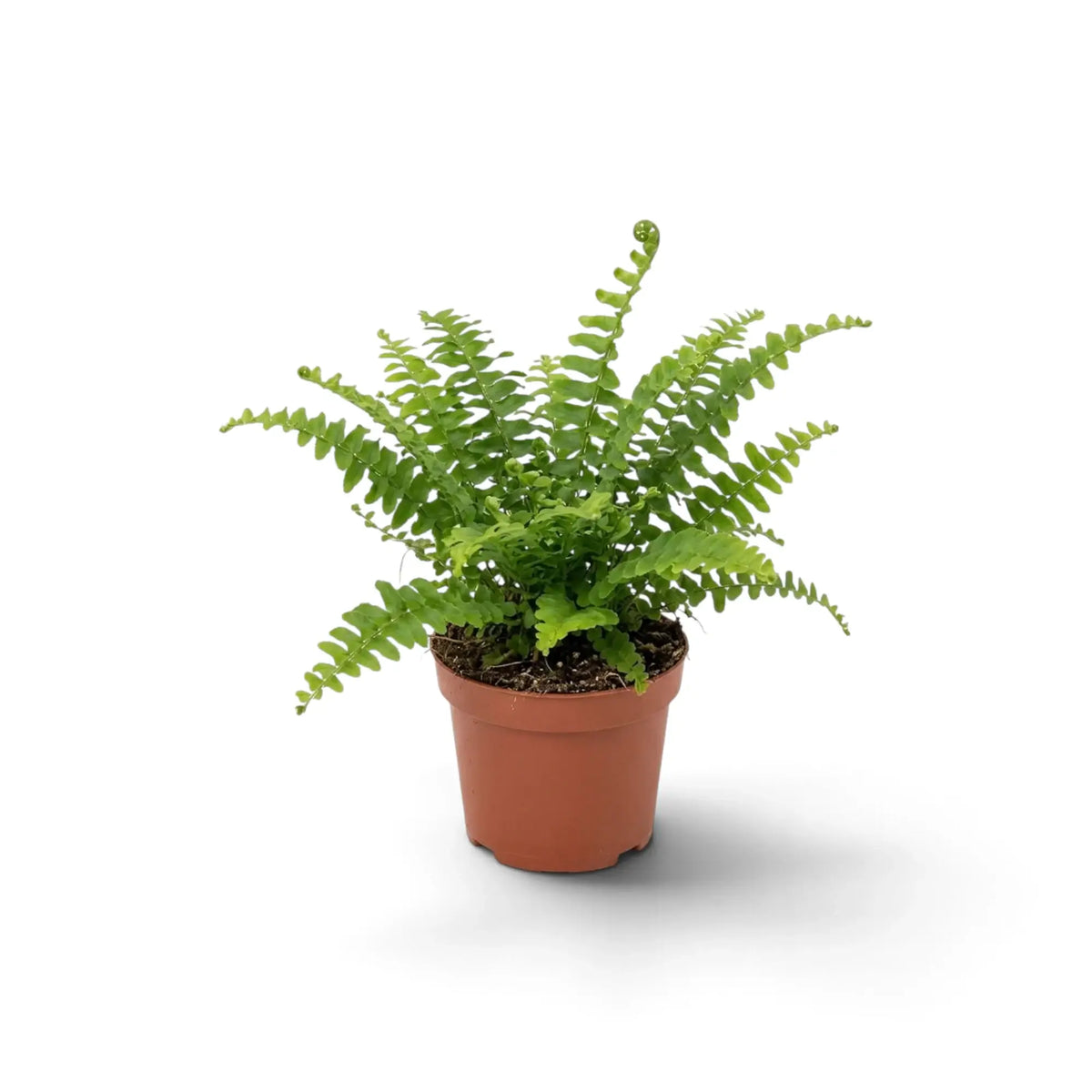 Kleine Nephrolepis exaltata ‘Green Lady’ mit kompakten, fein gefiederten grünen Wedeln