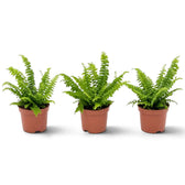 Kleine Nephrolepis exaltata ‘Green Lady’ im Topf mit fein gefiederten, aufrechten und bogenförmig überhängenden Wedeln