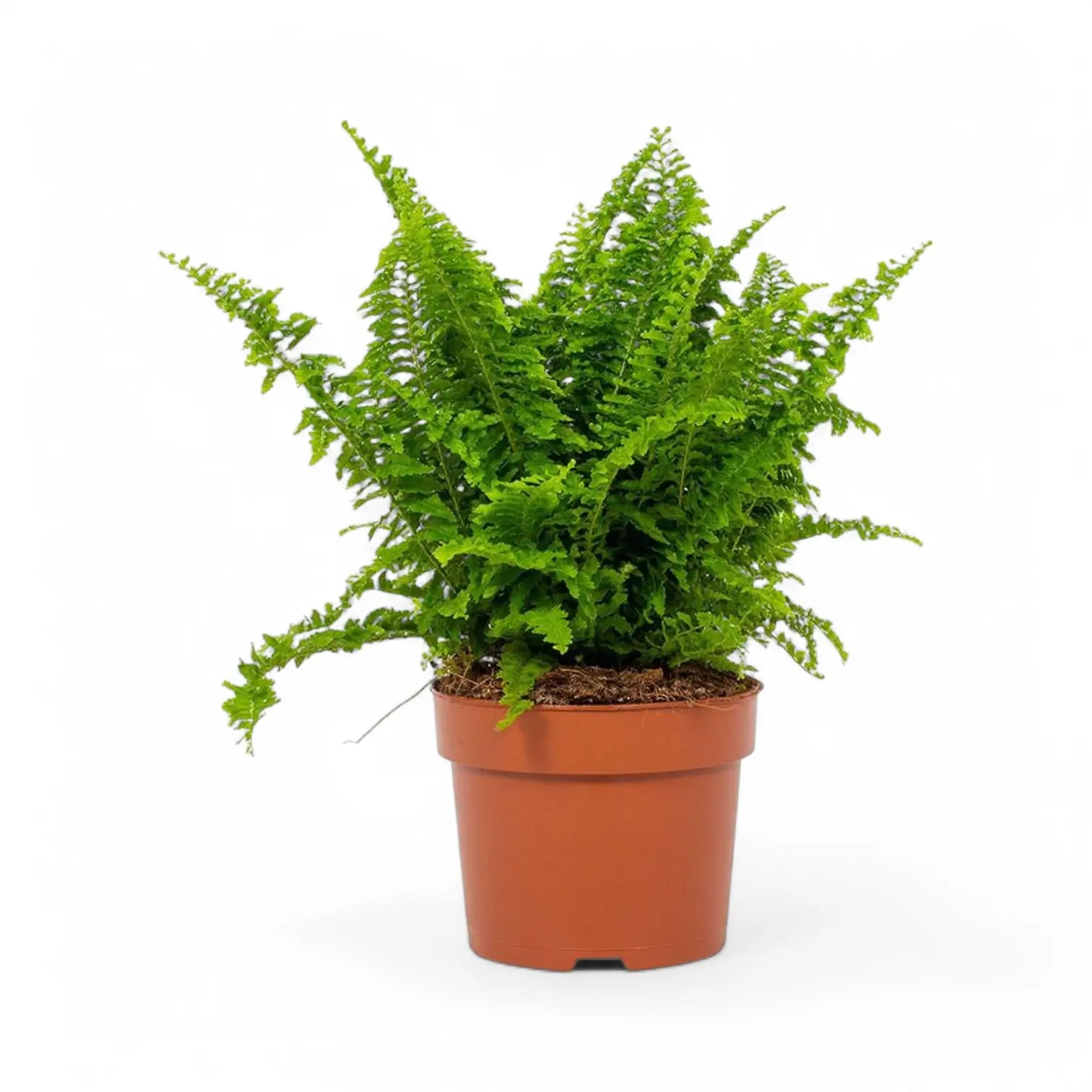 Nephrolepis exaltata 'Vitale' – Zimmerpflanze im Kulturtopf auf weißem Hintergrund, Produktfoto 2.