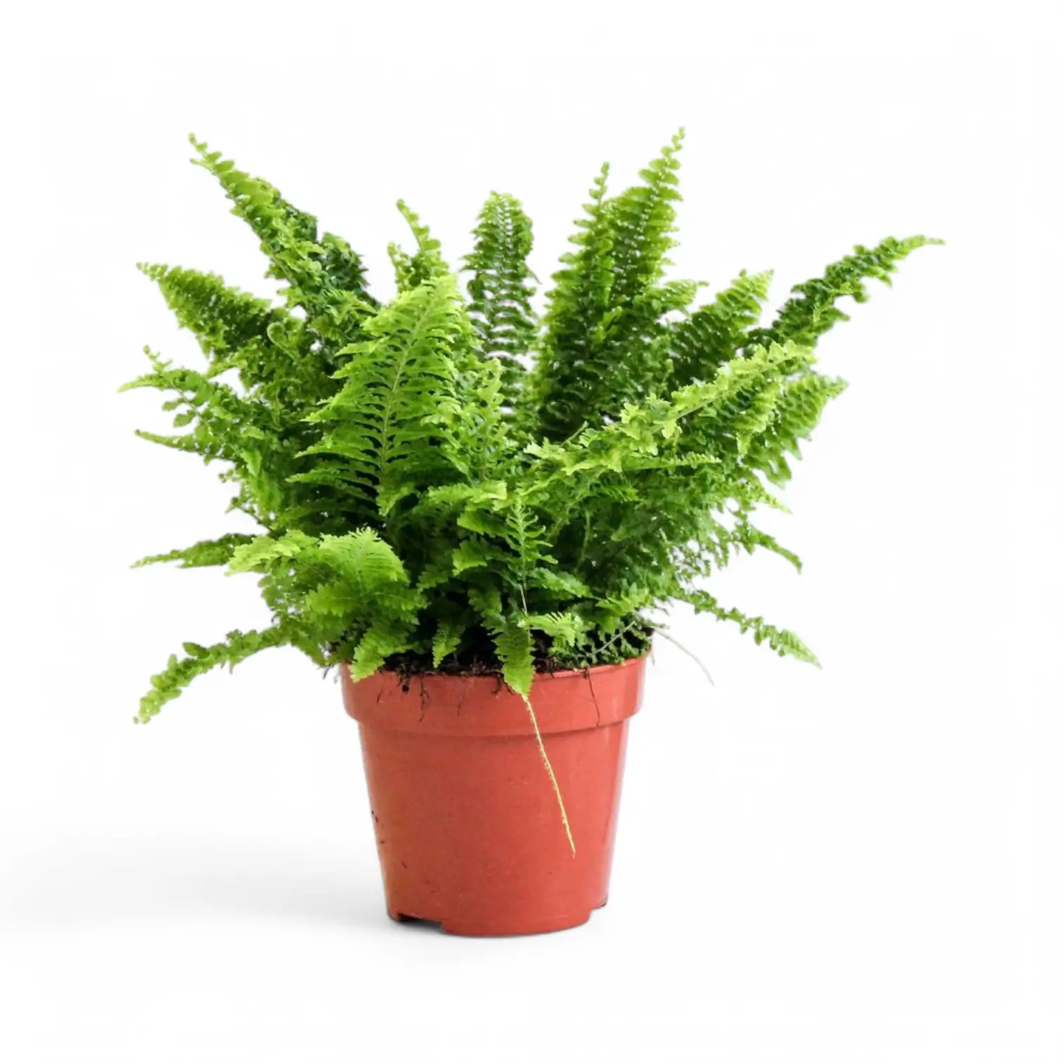 Nephrolepis exaltata 'Vitale' potted plant in nursery pot on white background.