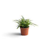 Baby Nephrolepis cordifolia ‘Duffii’ with small rounded leaflets along slender arching fronds