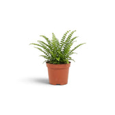 Baby Nephrolepis cordifolia ‘Duffii’ with compact fronds lined by rounded green leaflets