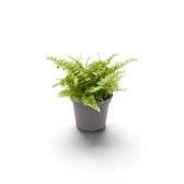 Baby Nephrolepis cordifolia ‘Duffii’ with a tufted centre and fine arching fronds