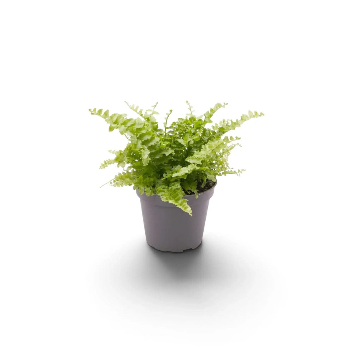Baby Nephrolepis cordifolia ‘Duffii’ with a tufted centre and fine arching fronds