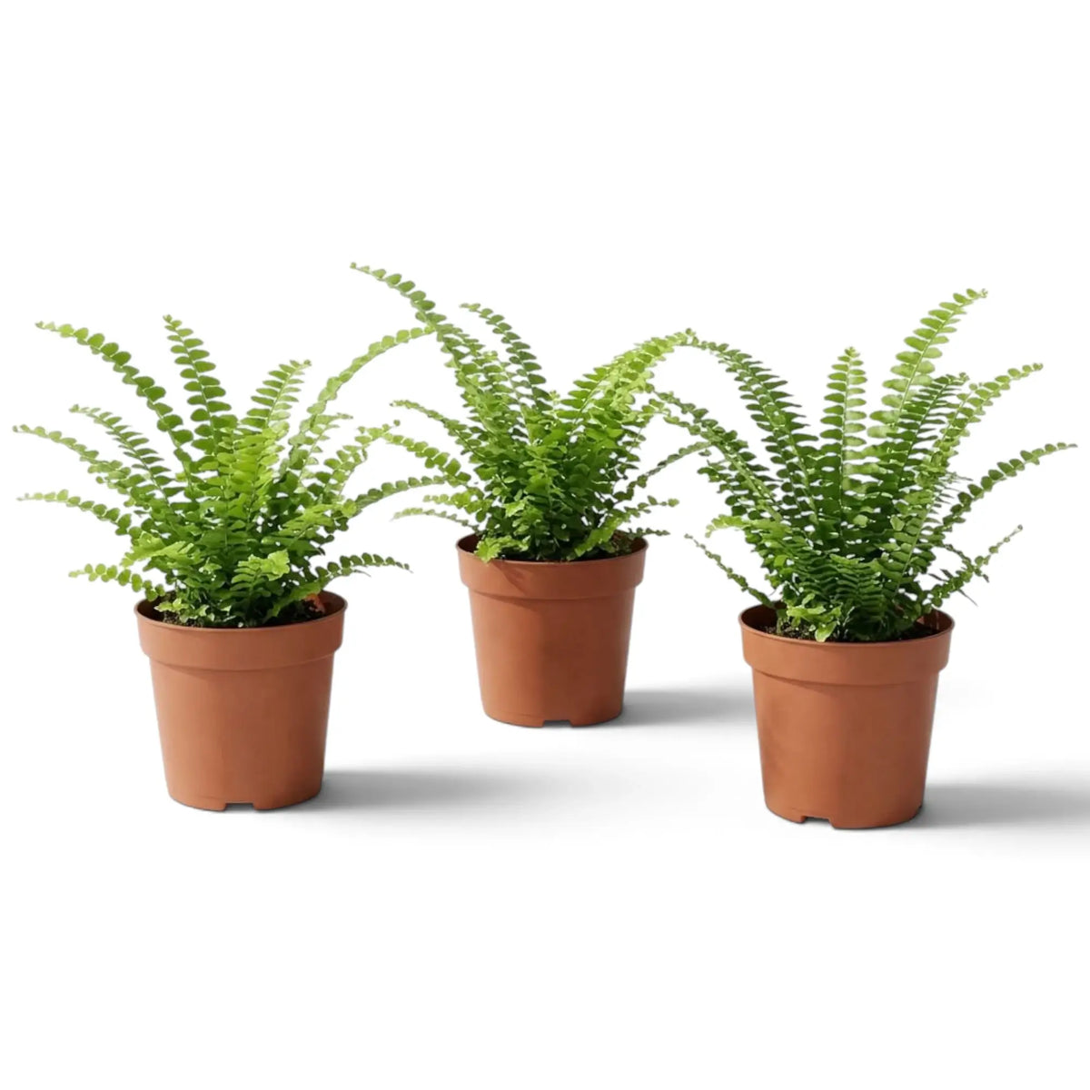 Baby Nephrolepis cordifolia ‘Duffii’ with low dense growth and small rounded leaflets