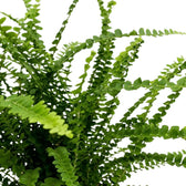 Nephrolepis cordifolia ‘Duffii’ close-up with rounded leaflets arranged along a slender green frond