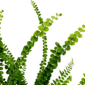Nephrolepis cordifolia ‘Duffii’ foliage detail showing small button-like leaflets on fine fronds