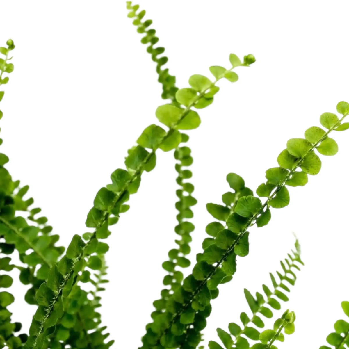 Nephrolepis cordifolia ‘Duffii’ foliage detail showing small button-like leaflets on fine fronds