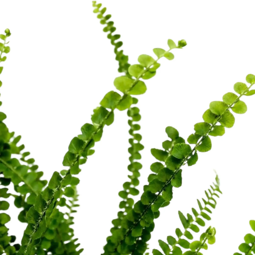 Nahaufnahme von Nephrolepis cordifolia ‘Duffii’ mit kleinen knopfartigen Fiederblättchen an feinen Wedeln