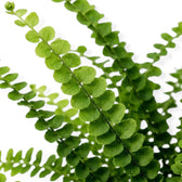 Nephrolepis cordifolia ‘Duffii’ close-up showing fine fronds densely lined with rounded leaflets