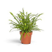 Medium Nephrolepis cordifolia ‘Duffii’ with a dense mound of fine arching fronds