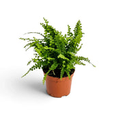 Medium Nephrolepis cordifolia ‘Duffii’ with narrow fronds spreading from a compact centre