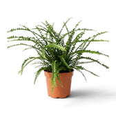 Medium Nephrolepis cordifolia ‘Duffii’ with fine green fronds and rounded button-like leaflets