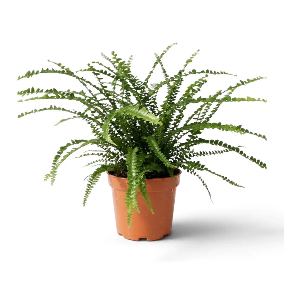 Medium Nephrolepis cordifolia ‘Duffii’ with fine green fronds and rounded button-like leaflets