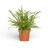 Nephrolepis cordifolia 'Duffii' potted houseplant in nursery pot on white background, product photo 2.
