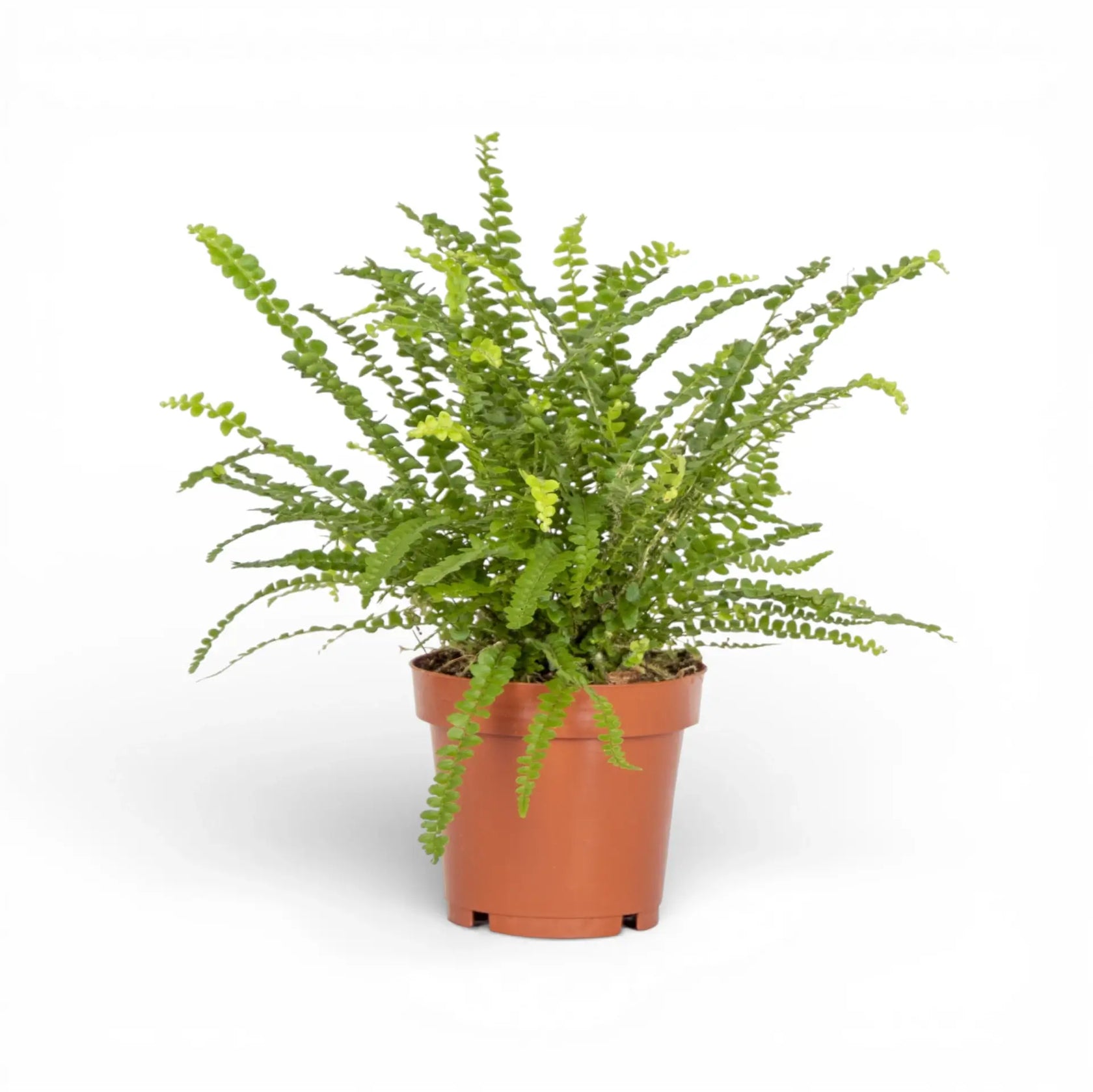 Nephrolepis cordifolia 'Duffii' potted houseplant in nursery pot on white background, product photo 2.