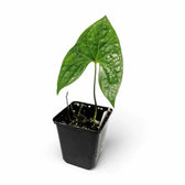 Nephthytis poissonii potted plant in nursery pot on white background.