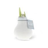 No Water Flowers: Wax Amaryllis Bulbs potted plant in nursery pot on white background.