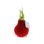 No Water Flowers: Wax Amaryllis Bulbs potted plant in nursery pot on white background.