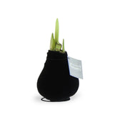 No Water Flowers: Wax Amaryllis Bulbs potted plant in nursery pot on white background.