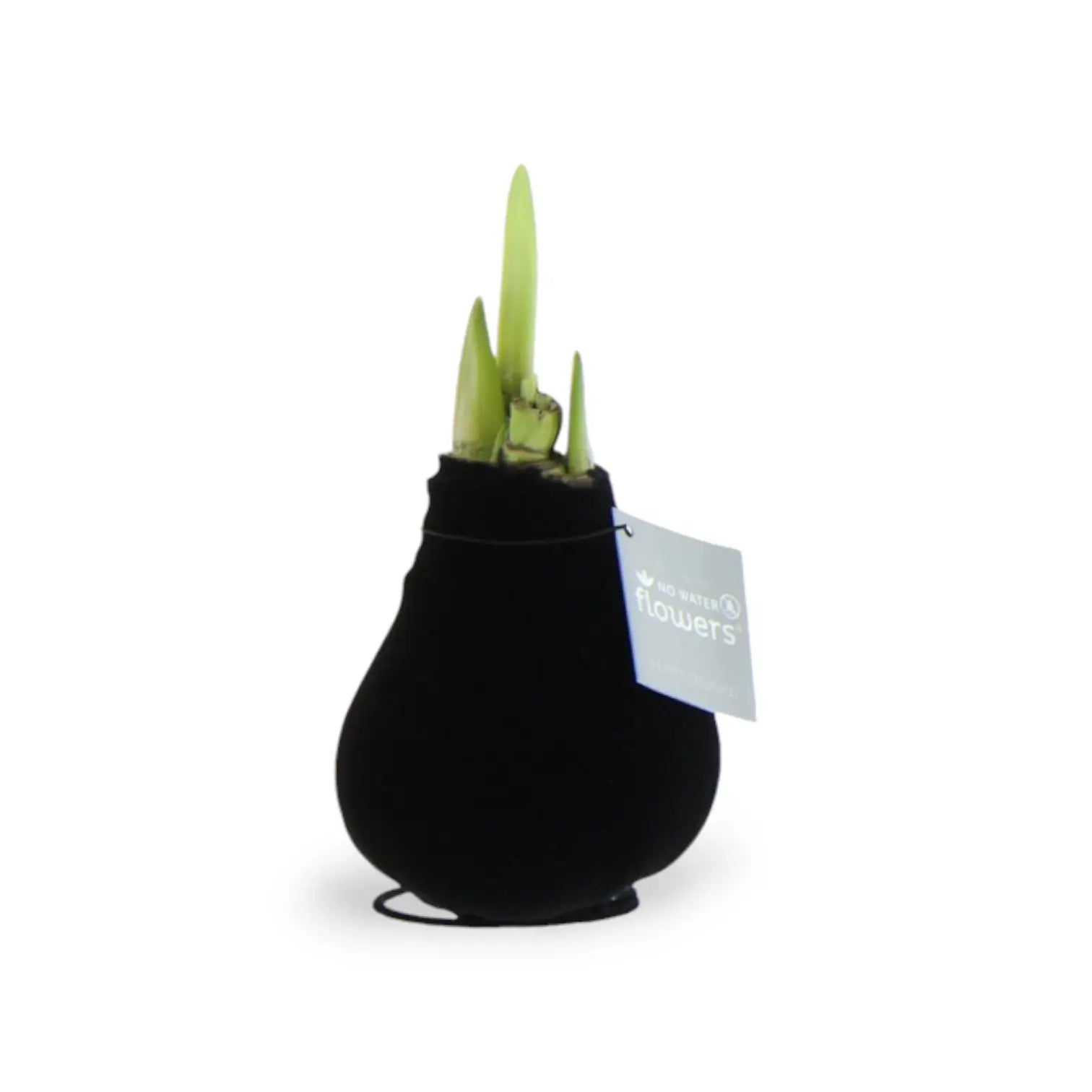 No Water Flowers: Wax Amaryllis Bulbs potted plant in nursery pot on white background.