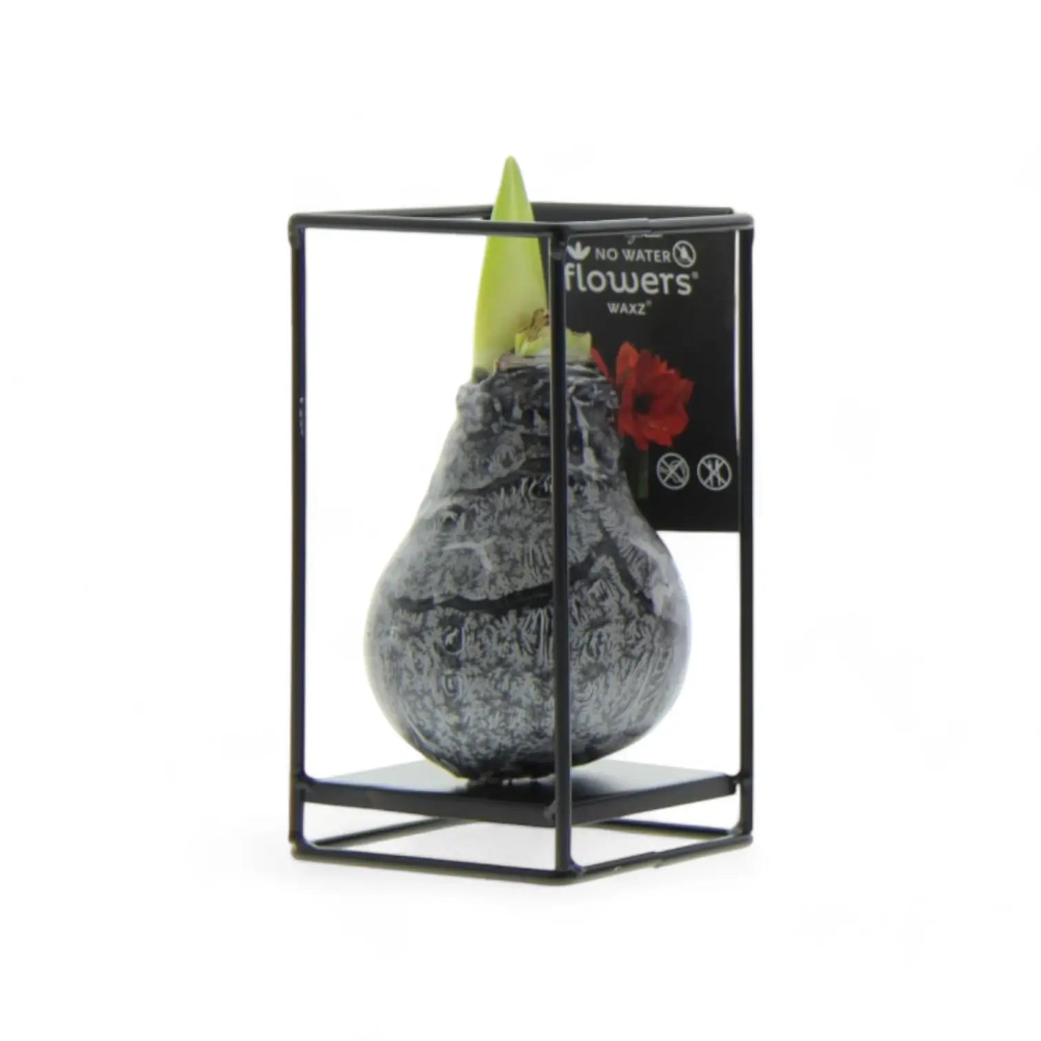 No Water Flowers: Wax Amaryllis Bulbs potted plant in nursery pot on white background.